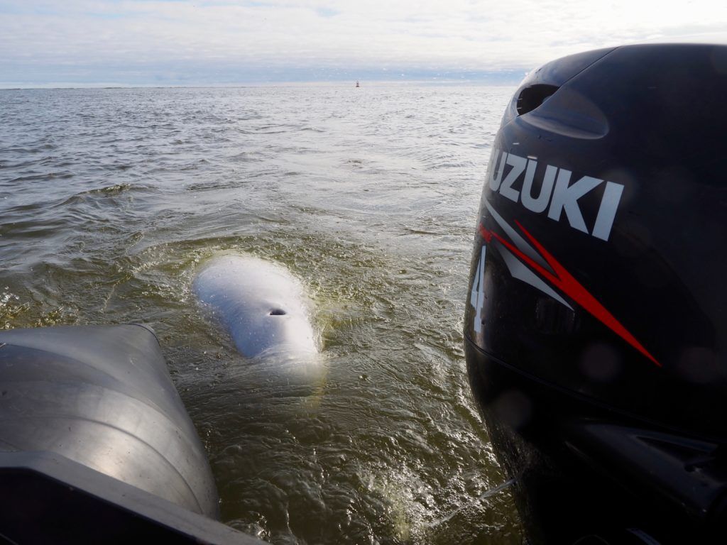 Watching beluga whales in Churchill 