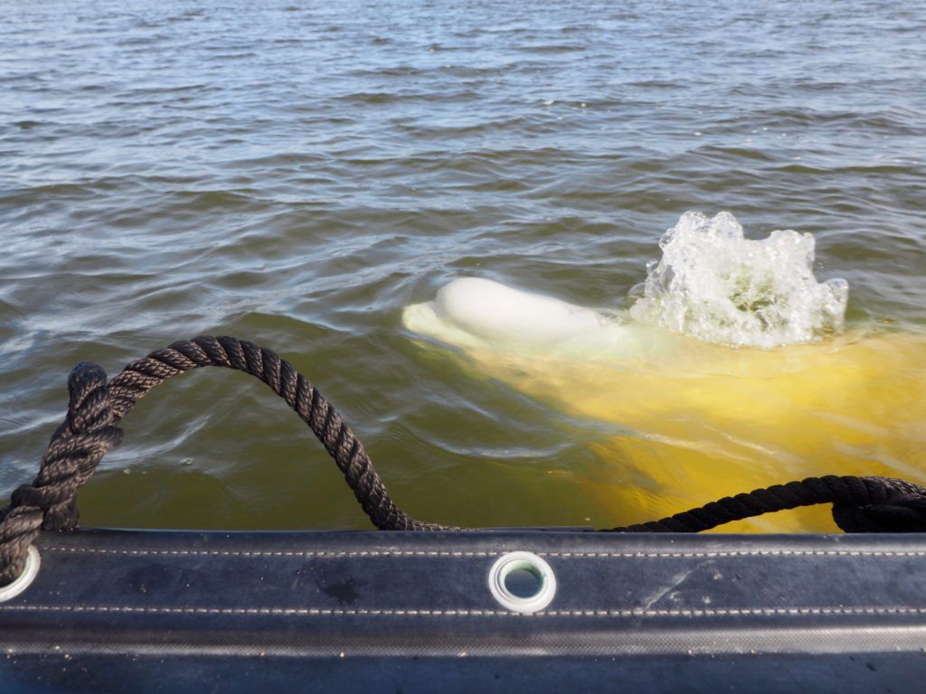 Beluga whale coming up for air in Churchill Manitoba 