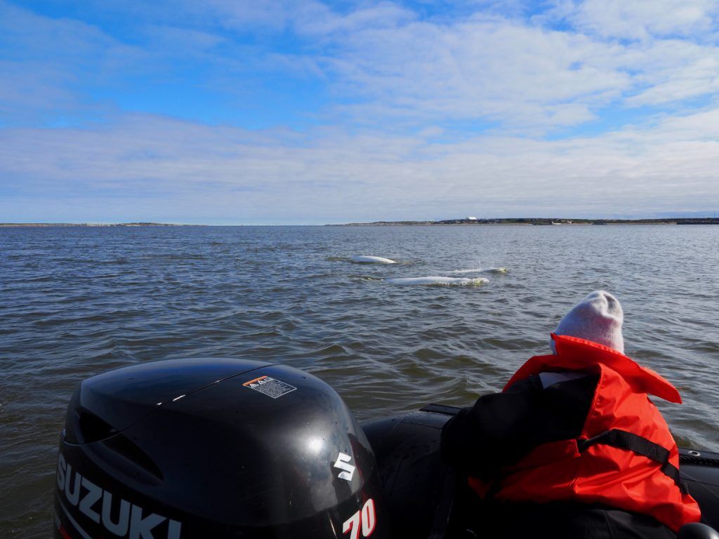 How to see Beluga Whales in Churchill Manitoba