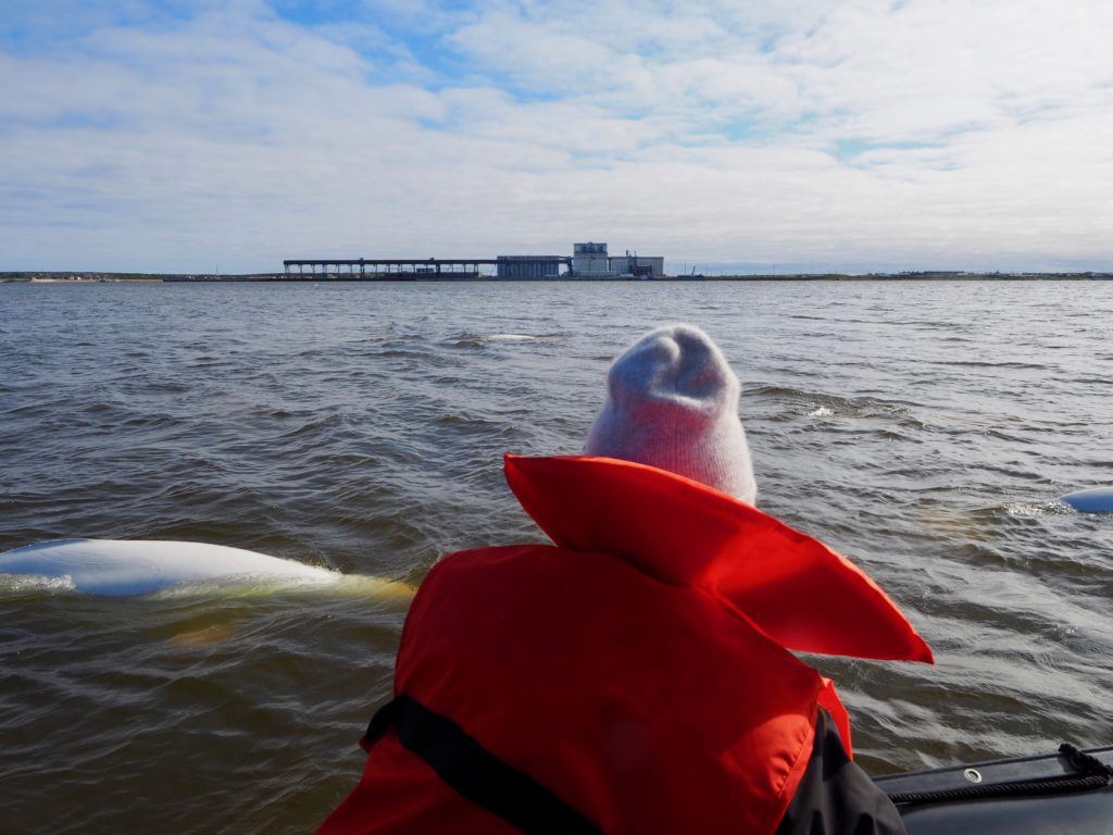 Watching belugas from a Zodiac in Churchill 