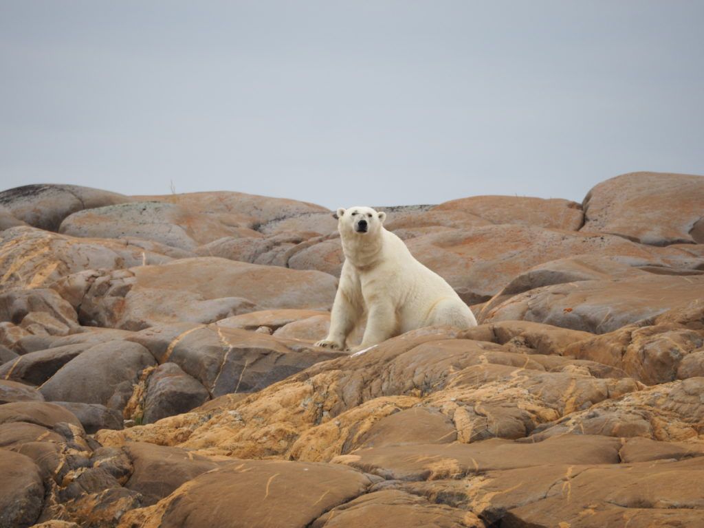 Polar bear sighting in Churchill, Manitoba