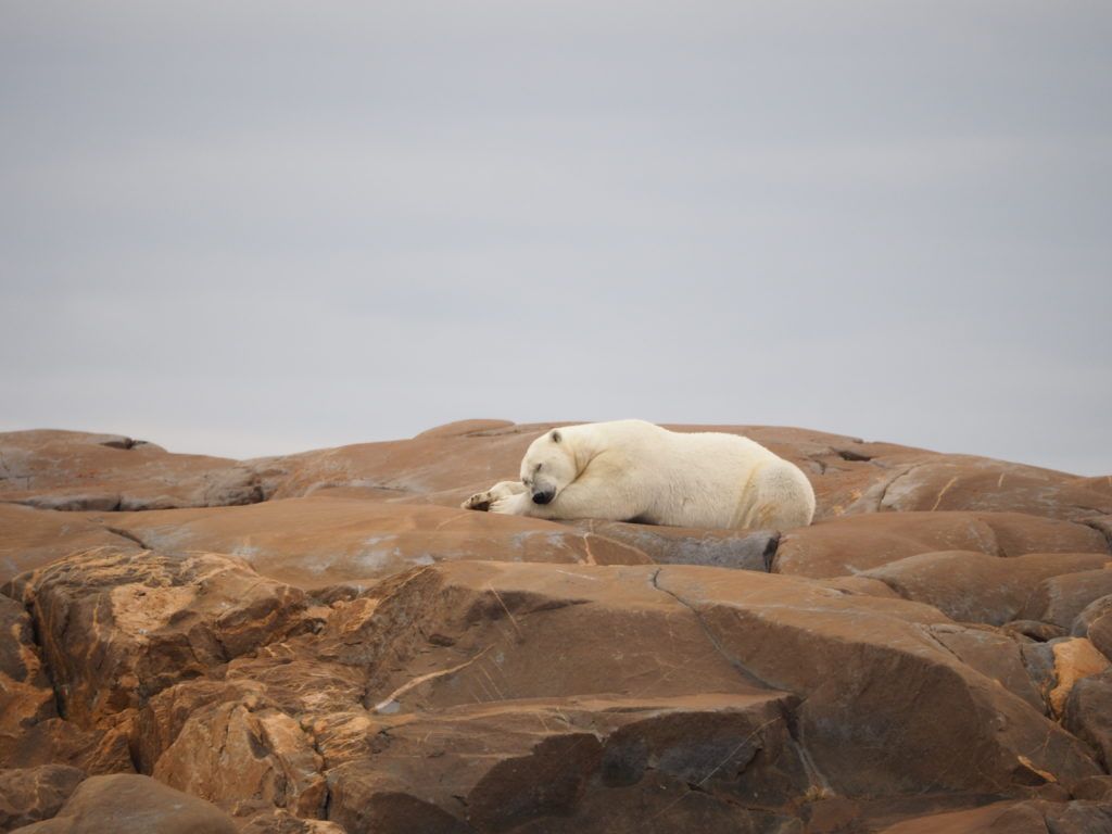 Polar Bear sleeping in Churchill, Manitoba